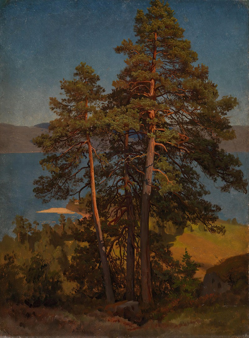 August Cappelen - Pinetrees