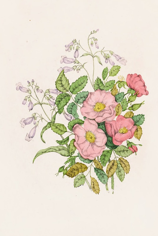 Agnes Fitzgibbon - Early Wild Rose, Pentstèmon Beard-Tongue