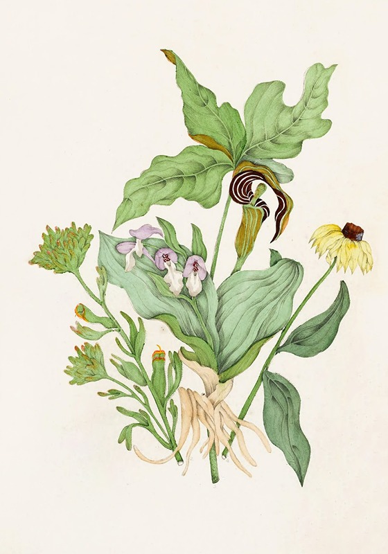 Agnes Fitzgibbon - Indian Turnip, Showy Orchis, Painted Cup, Scarlet Cup, Cone Flower