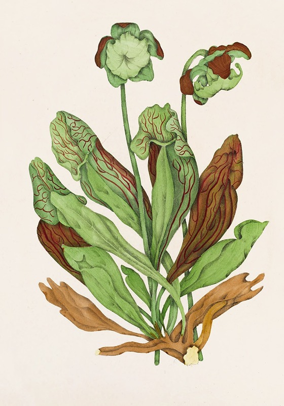 Agnes Fitzgibbon - Pitcher Plant