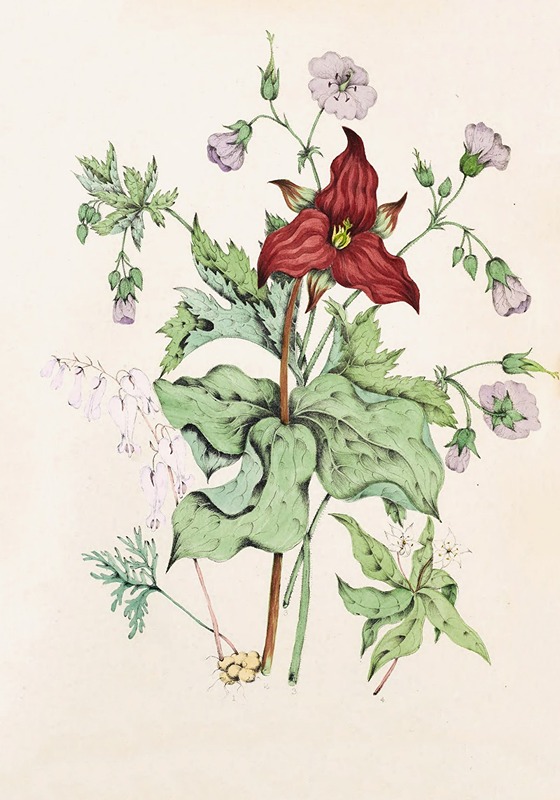Agnes Fitzgibbon - Squirrel Corn, Purple Trillium, Wild Crane’s Bill, Star Flower Chickweed
