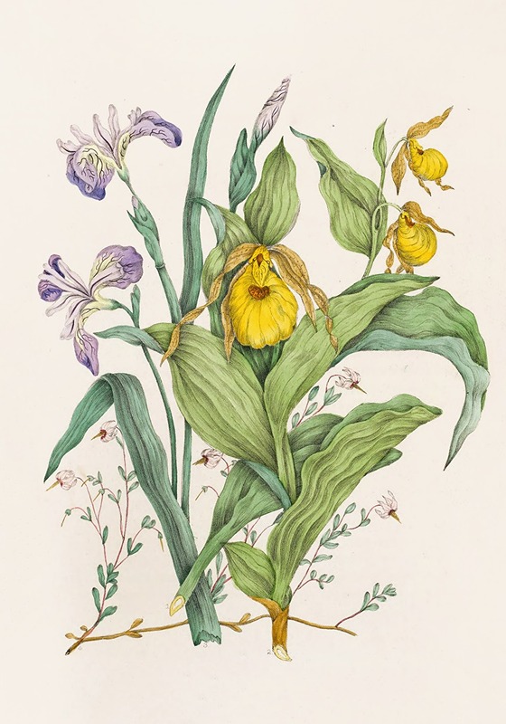 Agnes Fitzgibbon - Yellow Lady’s Slippers, Large Blue Flag, Small Cranberry