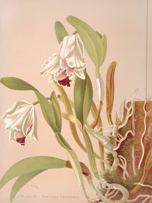 Harriet Stewart Miner - Cattleya Chocoensis