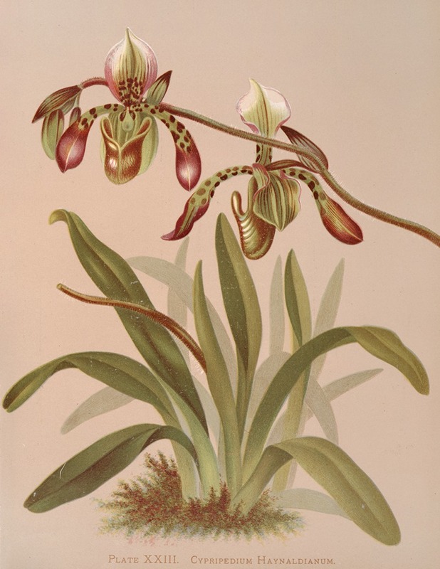 Harriet Stewart Miner - Cypripedium Haynaldianum