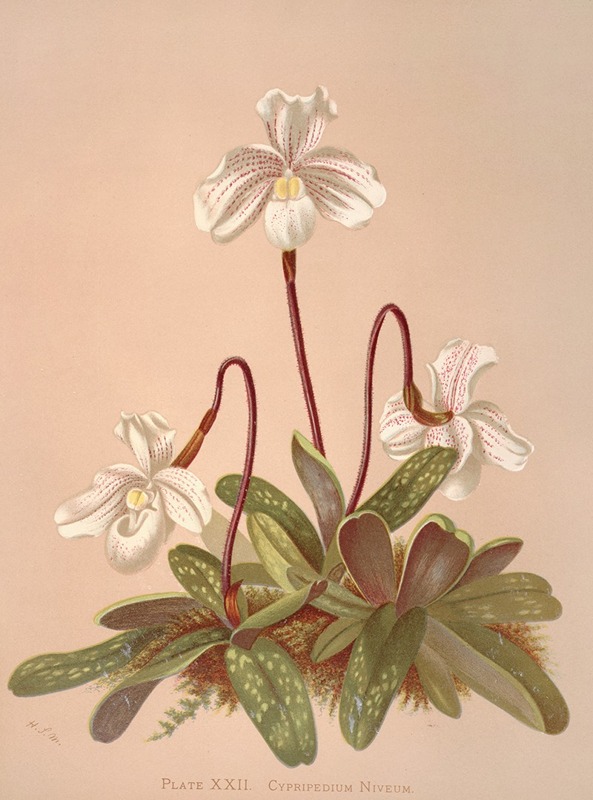 Harriet Stewart Miner - Cypripedium Niveum
