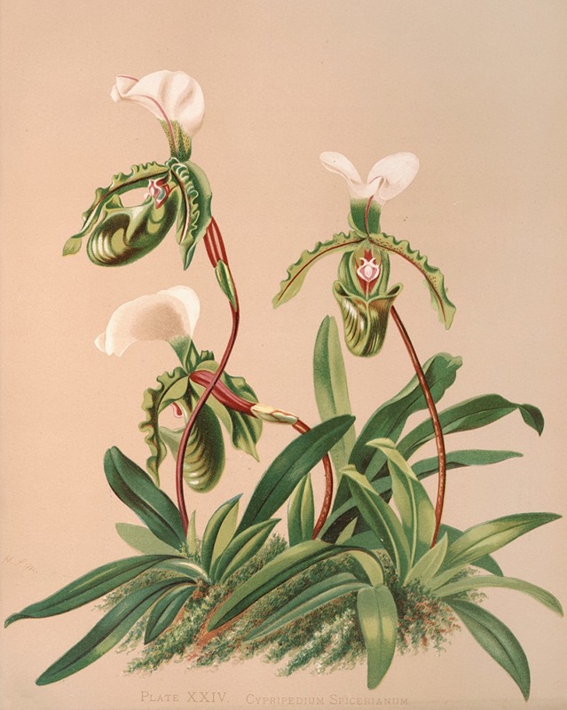 Harriet Stewart Miner - Cypripedium Spicerianum