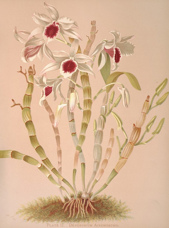 Harriet Stewart Miner - Dendrobium Ainsworthii