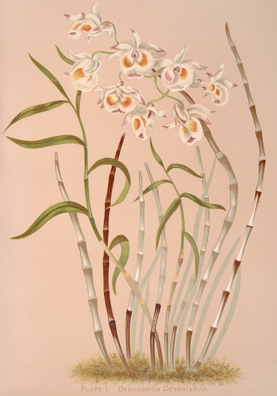 Harriet Stewart Miner - Dendrobium Devonianum