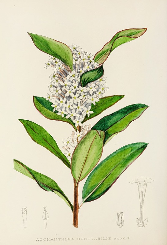 Illtyd Buller Pole-Evans - Acokanthera Spectabilis