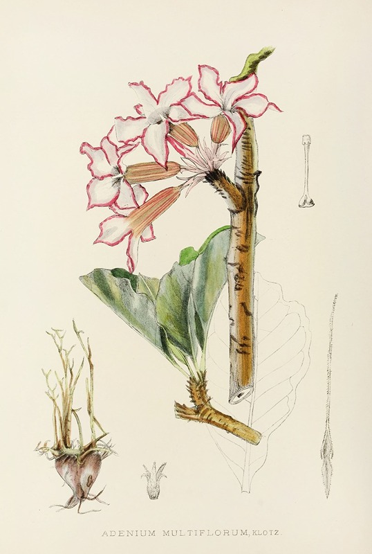 Illtyd Buller Pole-Evans - Adenium Multiflorum