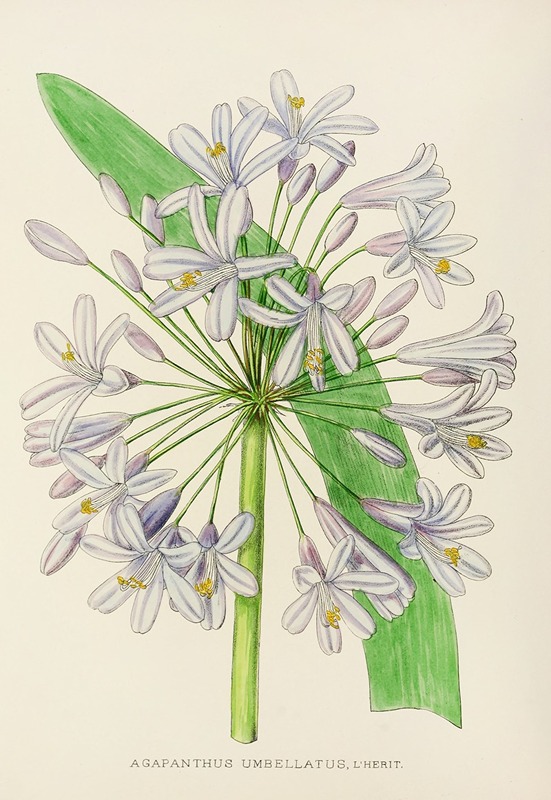 Illtyd Buller Pole-Evans - Agapanthus Umbellatus