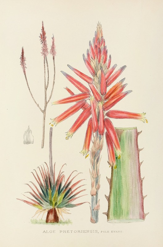Illtyd Buller Pole-Evans - Aloe Pretoriensis