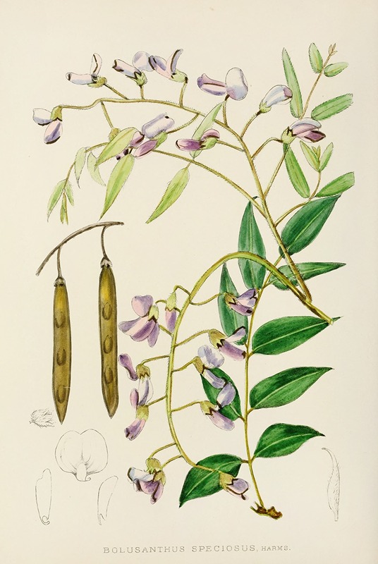 Illtyd Buller Pole-Evans - Bolusanthus Speciosus