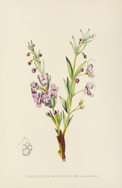 Illtyd Buller Pole-Evans - Clerodendron Triphyllum