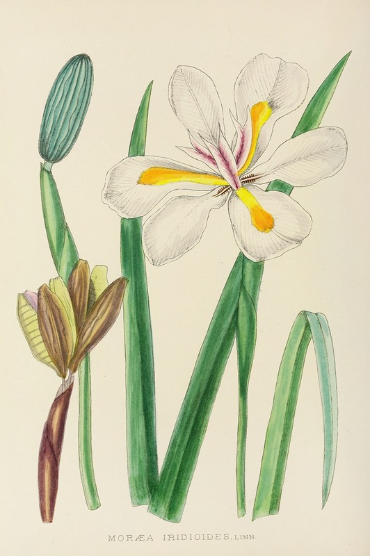 Illtyd Buller Pole-Evans - Moraea Iridioides