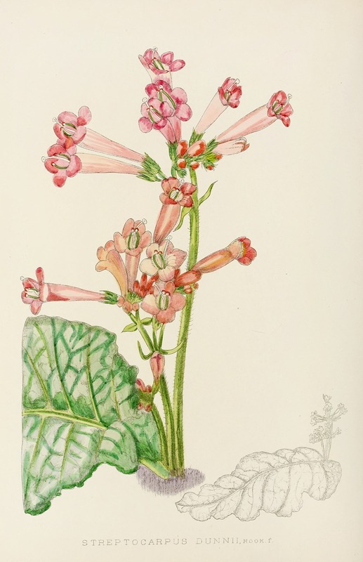 Illtyd Buller Pole-Evans - Streptocarpus Dunnii