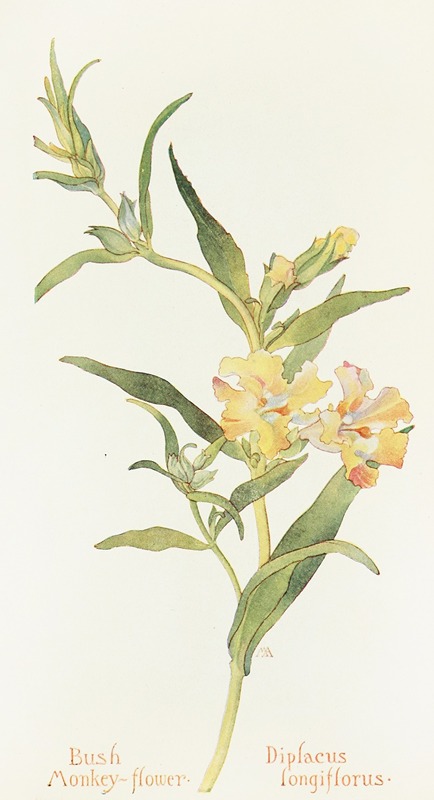 Margaret Armstrong - Bush Monkey Flower