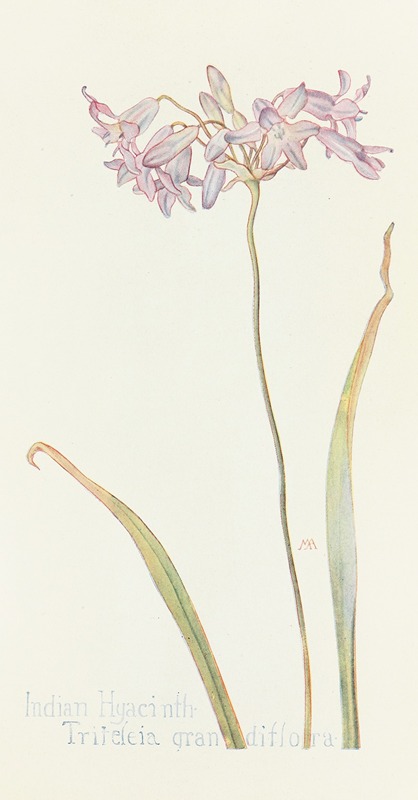 Margaret Armstrong - Indian Hyacinth