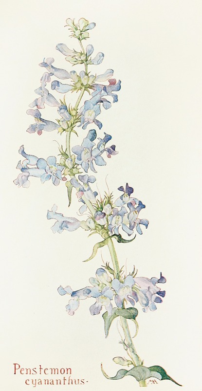 Margaret Armstrong - Penstemon cyananthus