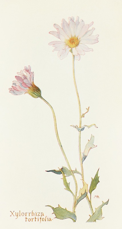 Margaret Armstrong - Xylorrhiza tortifolia