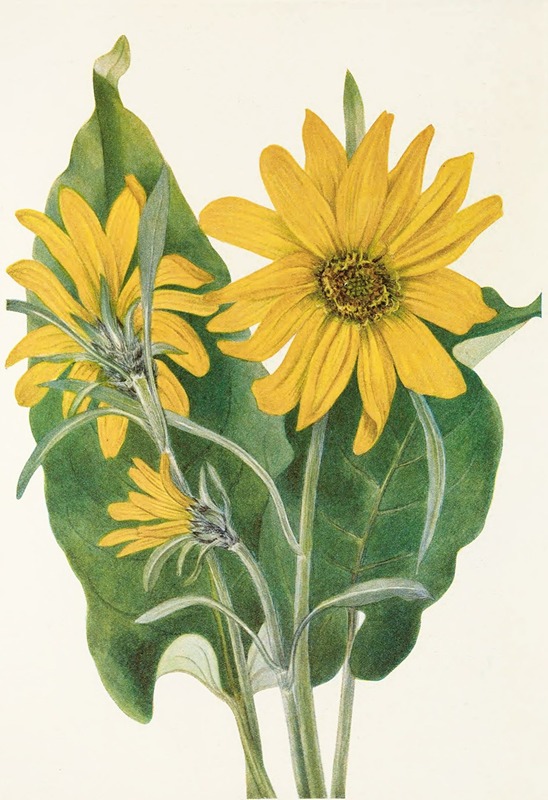 Mary Vaux Walcott - Balsamroot. (Balsamorhiza sagittata)