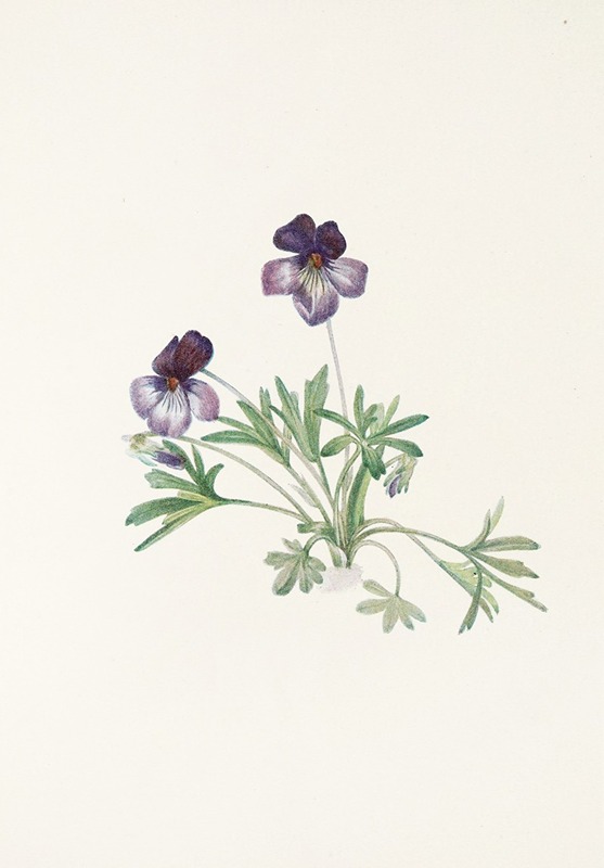 Mary Vaux Walcott - Birdsfoot Violet. (Viola pedata)