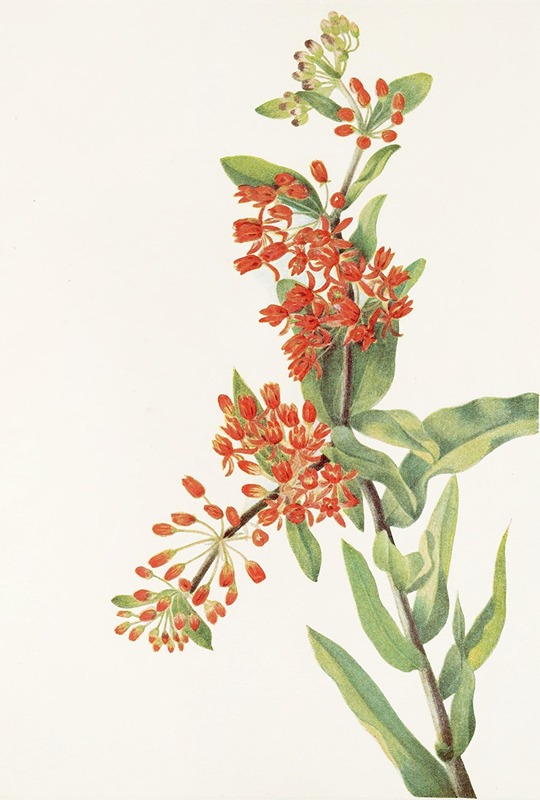 Mary Vaux Walcott - Butterflyweed. (Asclepias tuberosa)