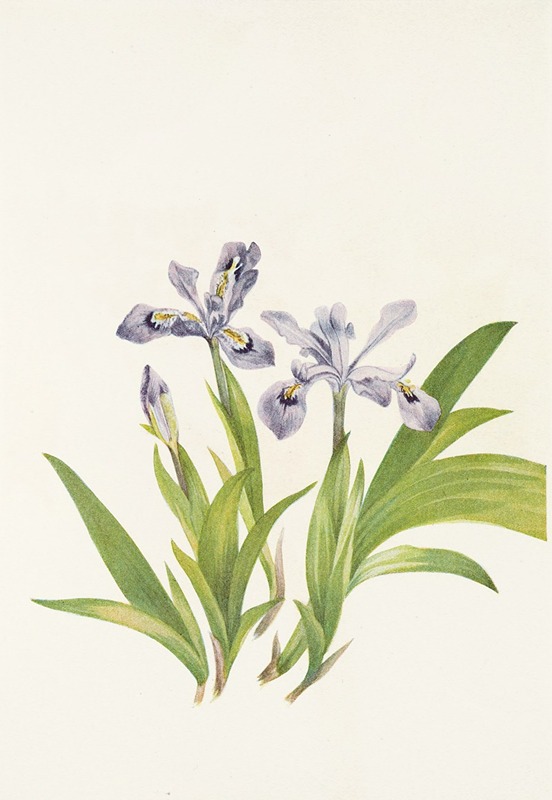 Mary Vaux Walcott - Crested Iris. (Iris cristata)