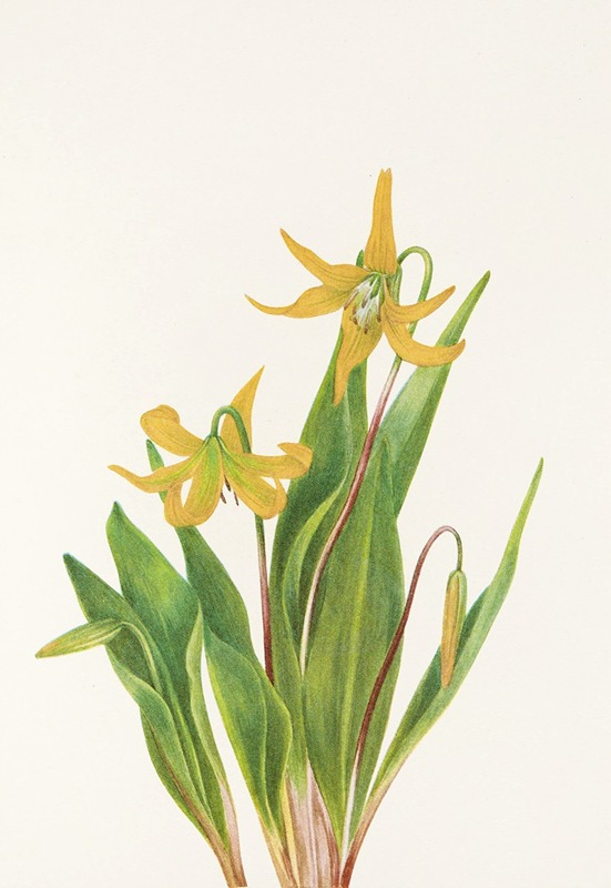 Mary Vaux Walcott - Glacierlily. (Erythronium grandiflorum)