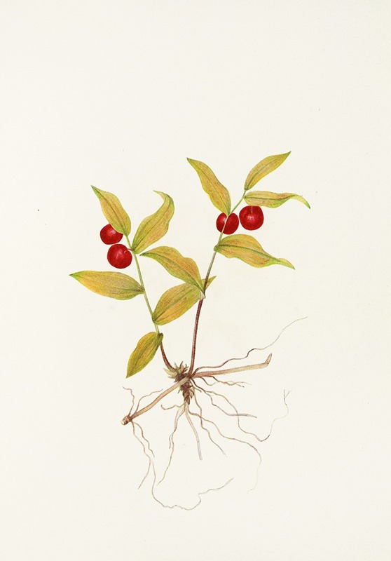 Mary Vaux Walcott - Kruhsea (fruit). (Kruhsea streptopoides)