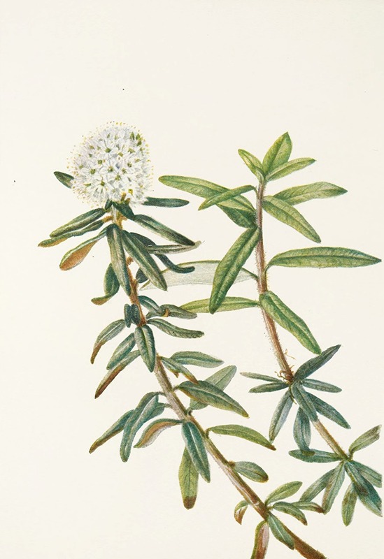 Mary Vaux Walcott - Labrador-tea. (Ledum groenlandicum)