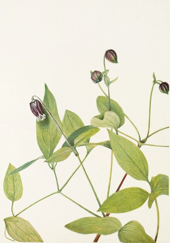 Mary Vaux Walcott - Leatherflower. (Clematis viorna)
