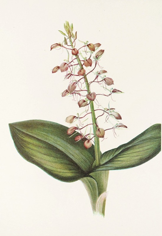 Mary Vaux Walcott - Lily Twayblade. (Liparis liliifolia)