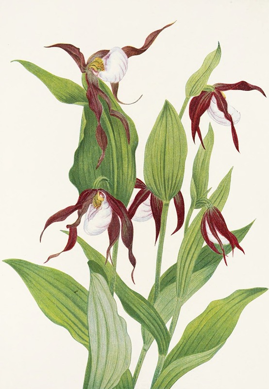 Mary Vaux Walcott - Mountain Ladyslipper. (Cypripedium montanum)