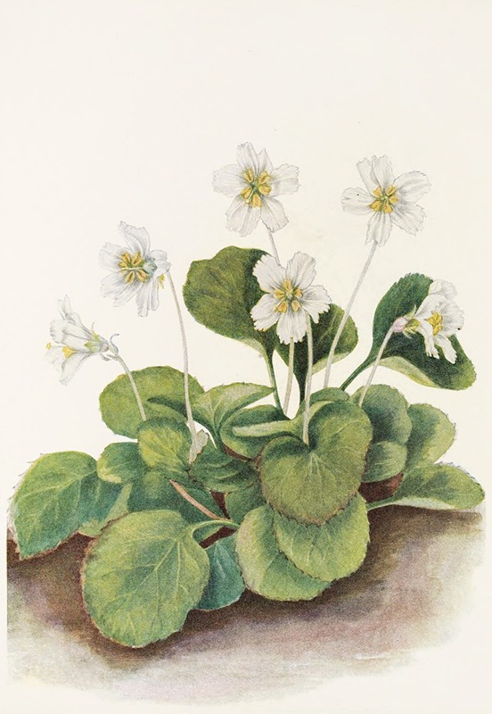 Mary Vaux Walcott - Oconee-bells. (Sbortia galacifolia)