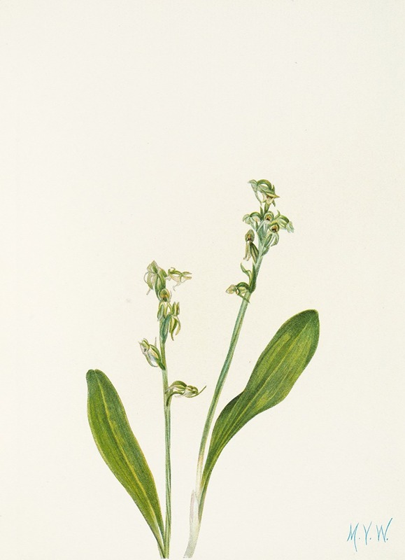 One-leaf Bog-orchid. (Habenaria obtusata) by Mary Vaux Walcott - Artvee