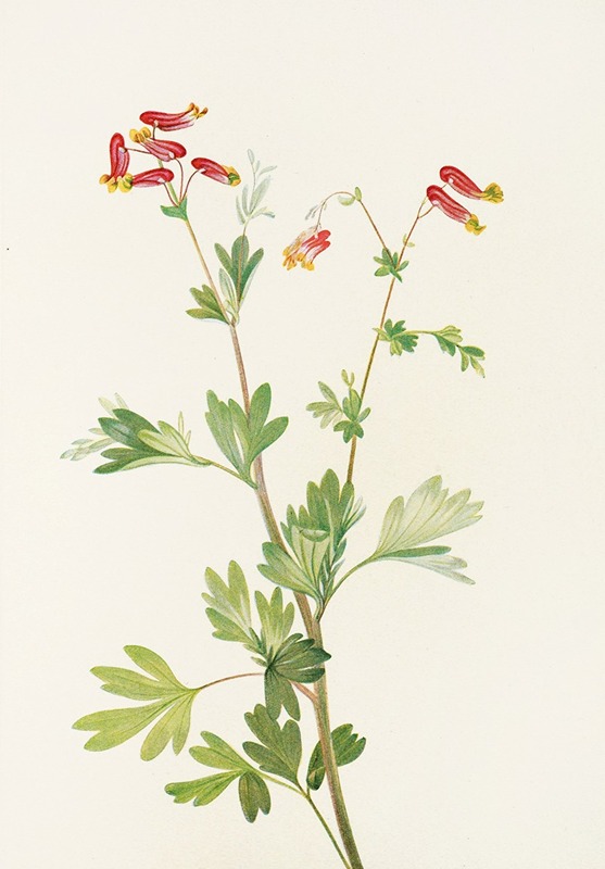 Pink Fumeroot. (Capnoides sempervirens) by Mary Vaux Walcott - Artvee