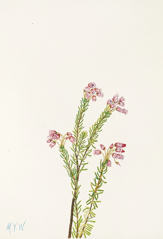 Mary Vaux Walcott - Pink Mountainheather. (Phyllodoce empetriformis)