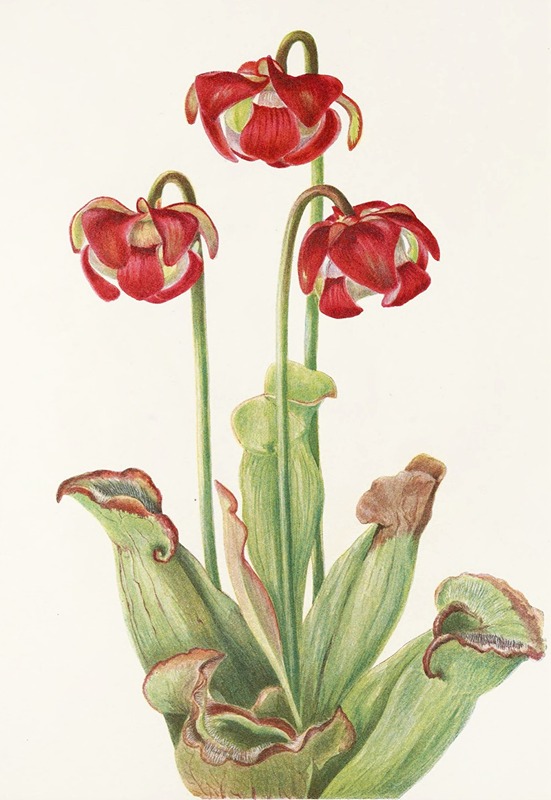 Mary Vaux Walcott - Pitcherplant (Sarracenia purpurea)