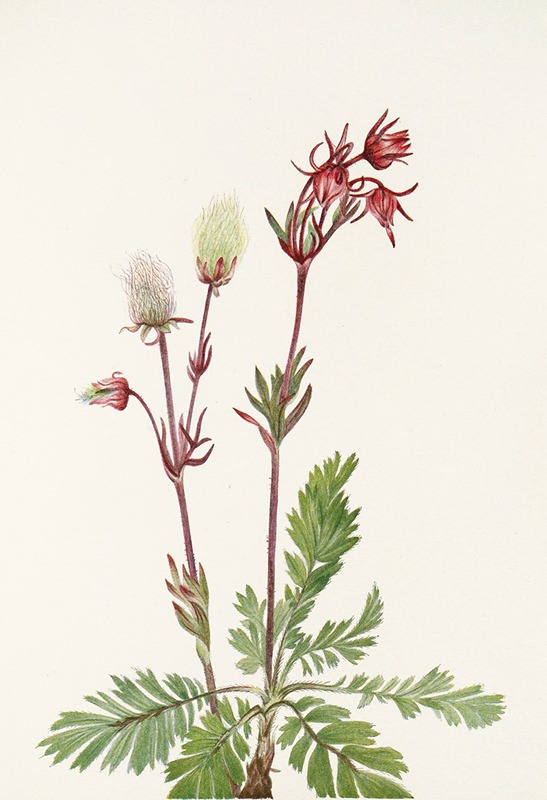 Mary Vaux Walcott - Prairie-smoke. (Sieversia ciliata)