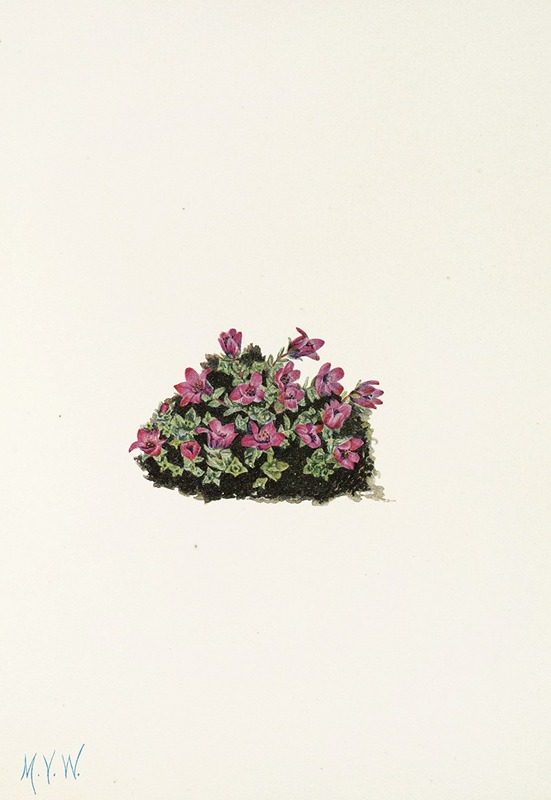 Mary Vaux Walcott - Purple Saxifrage. (Saxifraga oppositifolia)