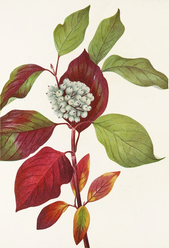 Mary Vaux Walcott - Red-osier Dogwood. (Cornus stolonifera)