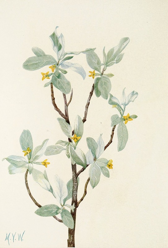 Mary Vaux Walcott - Silverberry (flower). (Elaeagnus commutata)