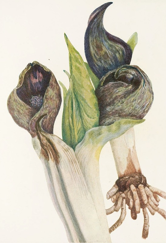 Mary Vaux Walcott - Skunkcabbage. (Spathyema foetida)