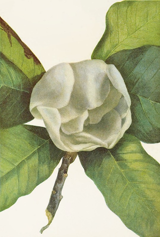 Mary Vaux Walcott - Southern Magnolia (flower). (Magnolia grandiflora)
