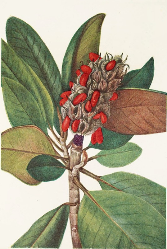 Mary Vaux Walcott - Southern Magnolia (fruit). (Magnolia grandiflora)