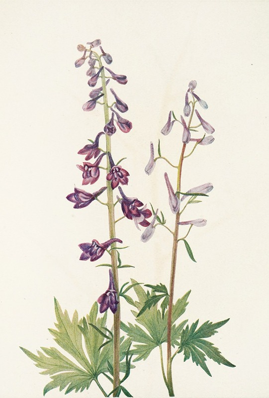 Mary Vaux Walcott - Tall Larkspur. (Delphinium elongatum)