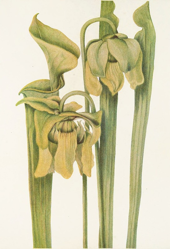 Mary Vaux Walcott - Trumpetleaf (Sarracenia flava)