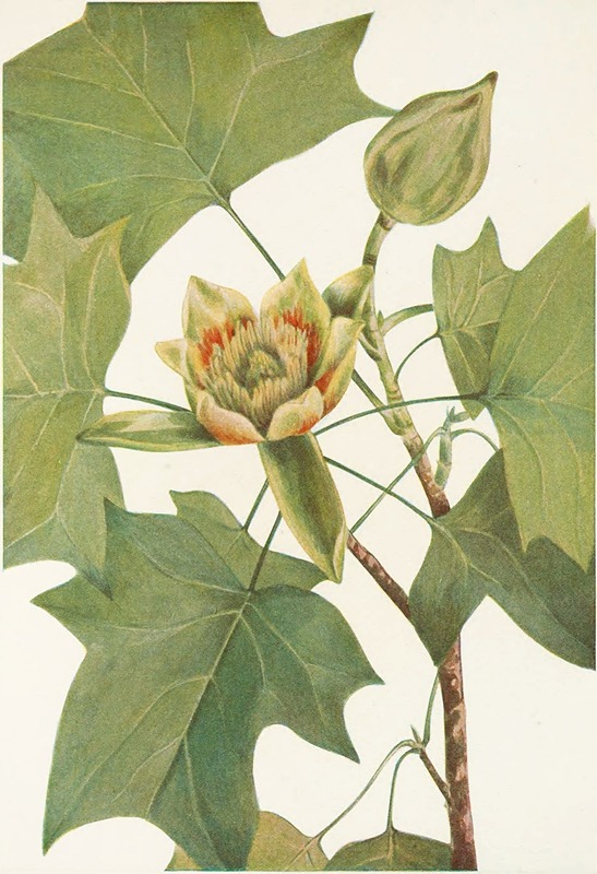 Mary Vaux Walcott - Tuliptree. (Liriodendron tulipifera)