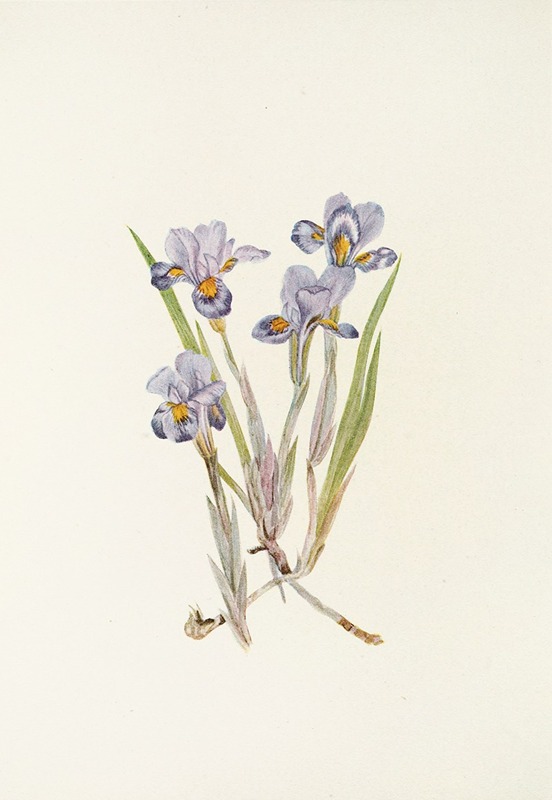 Mary Vaux Walcott - Vernal Iris. (Iris verna)